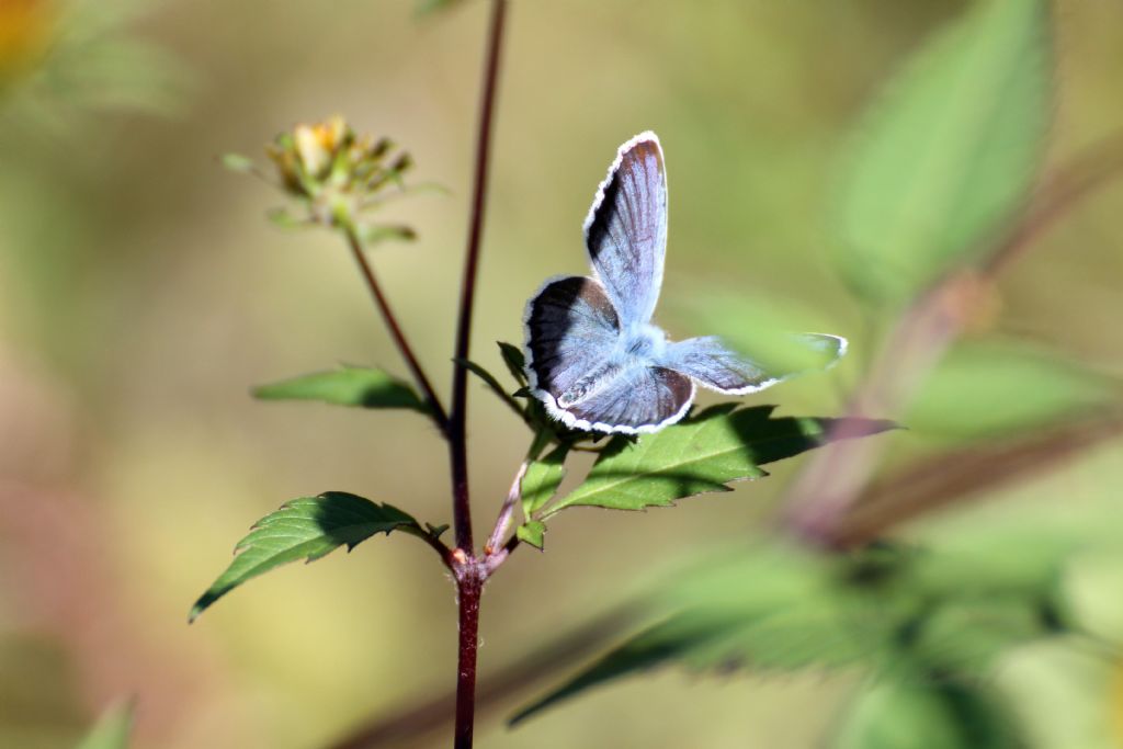 Polyommatus....??